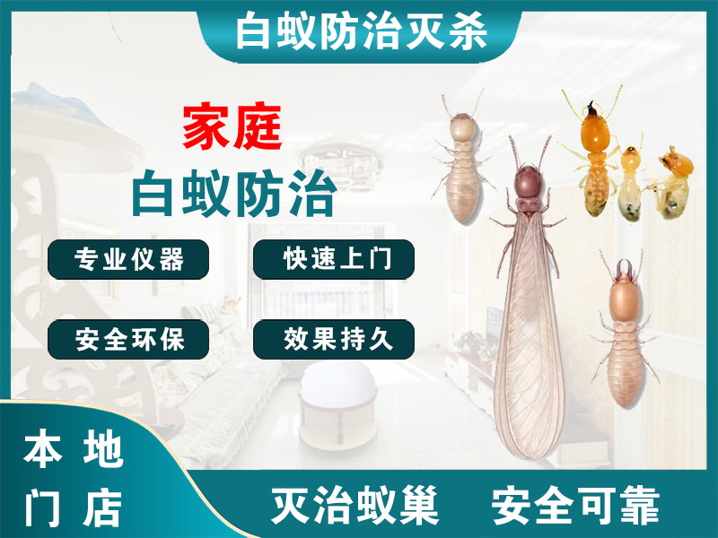 嵊州市家庭白蚁防治